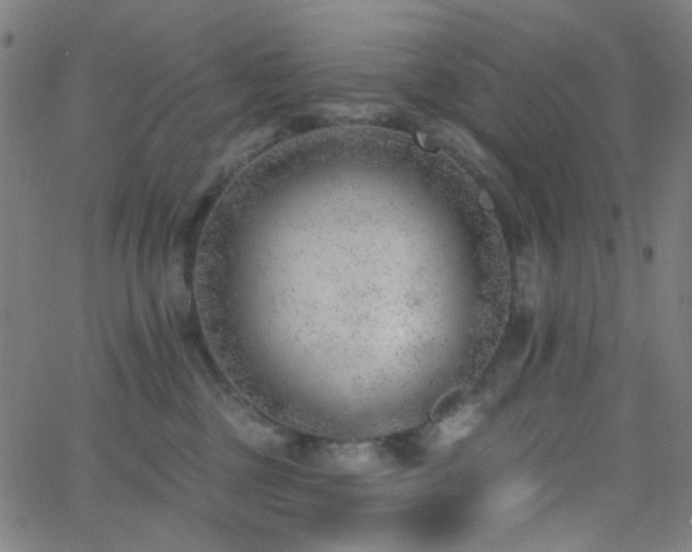 X0000062610377200512211143