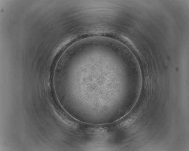 X0000062610443200512211141