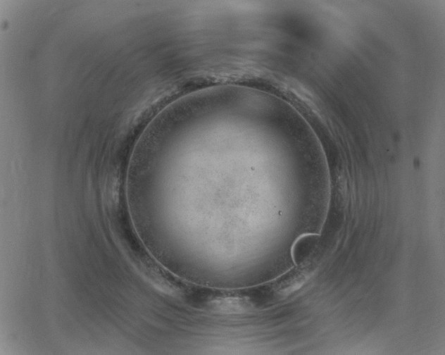 X0000062610499200512211140