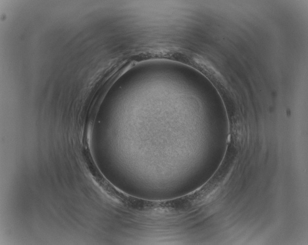 X0000062610593200512211139