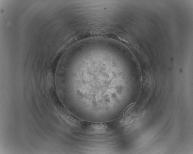 X0000062610659200512211138