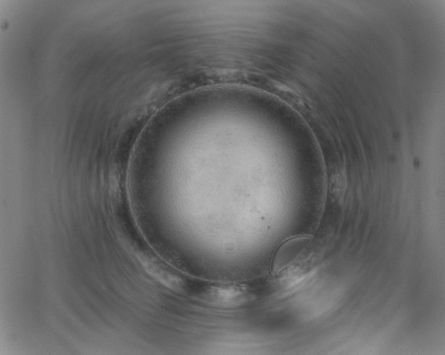 X0000062610662200512211138