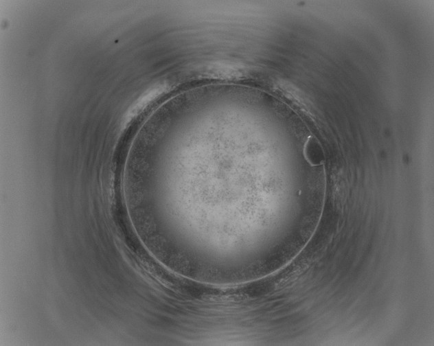 X0000062610679200512211137