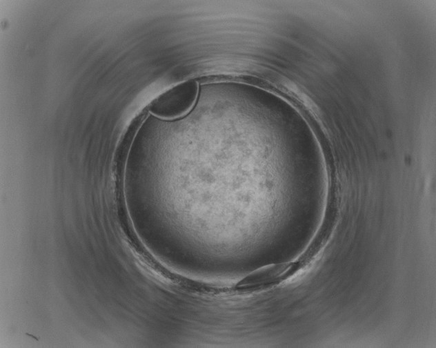 X0000062610779200512211136