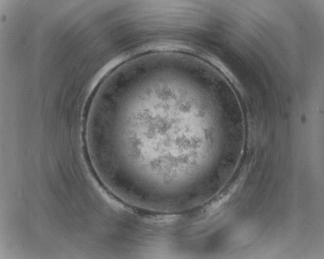 X0000062610853200512211135