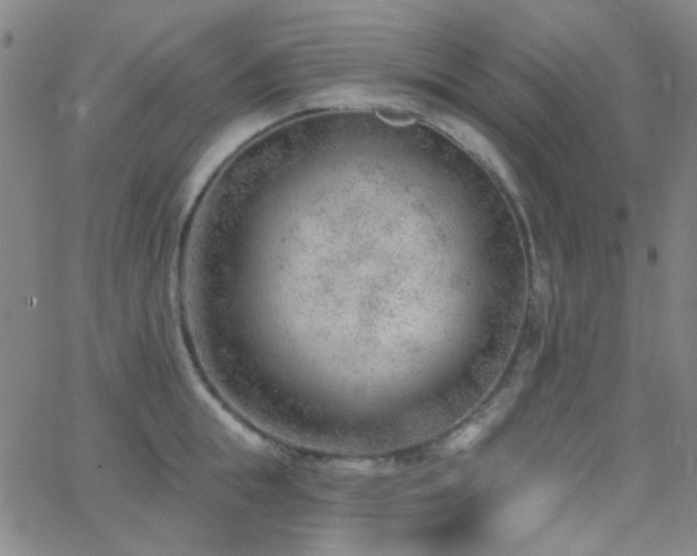 X0000062610855200512211135