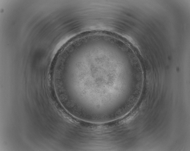 X0000062610879200512211134