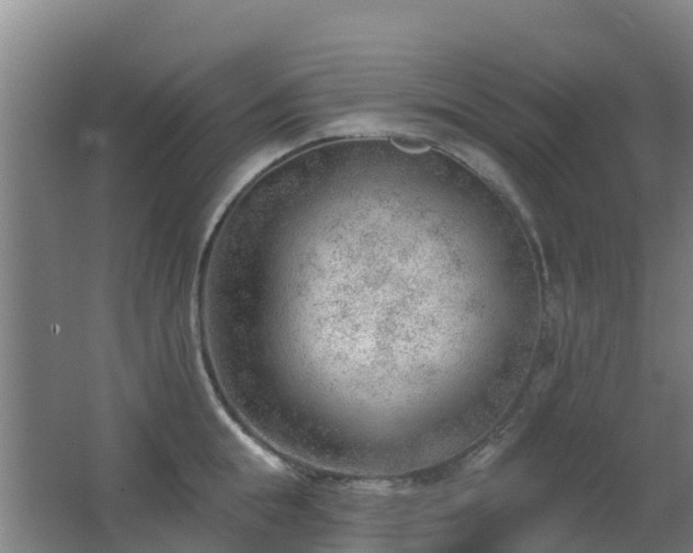 X0000062610855200512230917