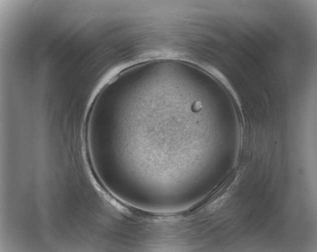 X0000062611389200512230908