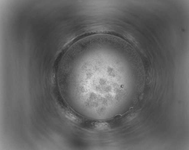 X0000062610355200512281509