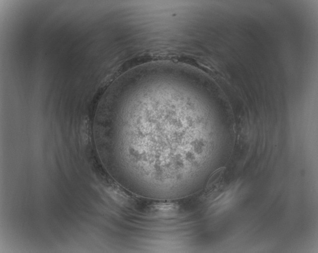 X0000062610659200512281505