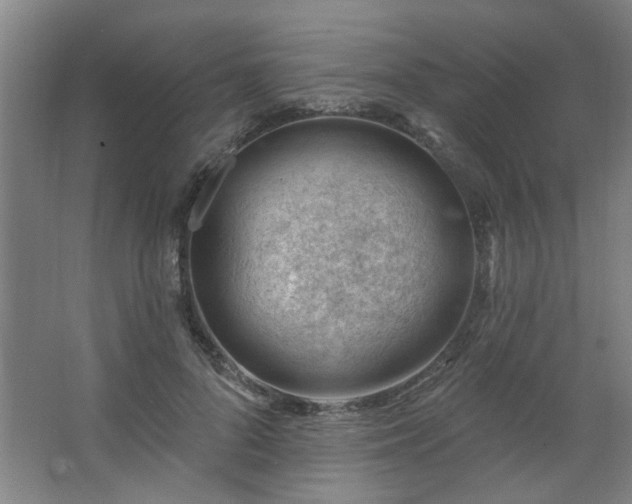 X0000062610696200512281504