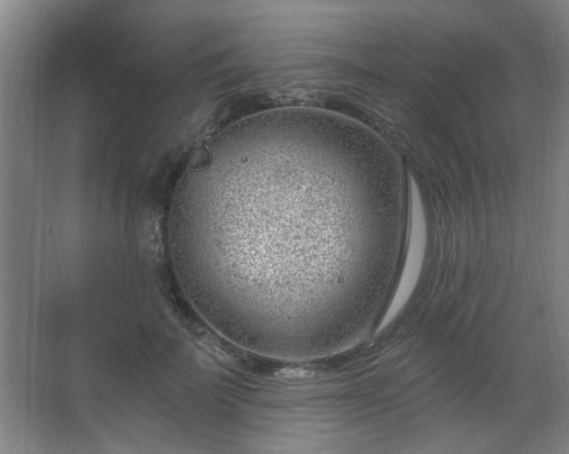 X0000062610699200512281504