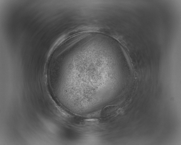 X0000062610053200601040950