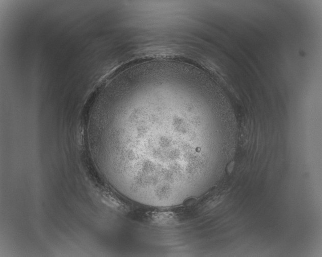 X0000062610355200601040945