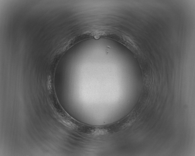 X0000062610549200601040942