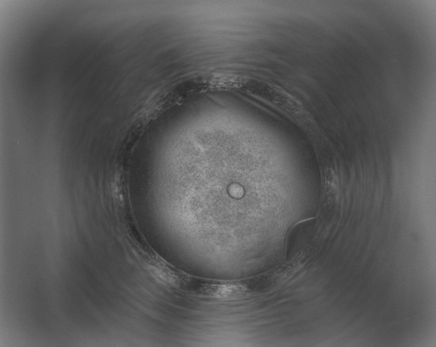 X0000062610663200601040940