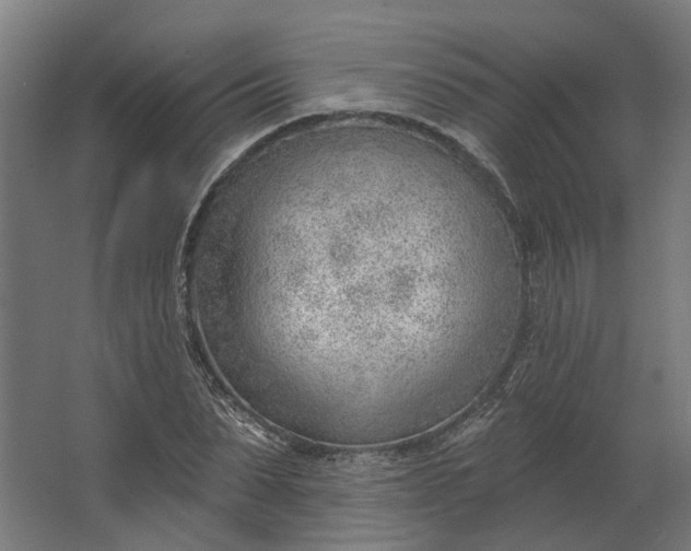 X0000062610879200601040936