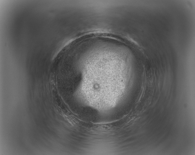 X0000062611255200601040930