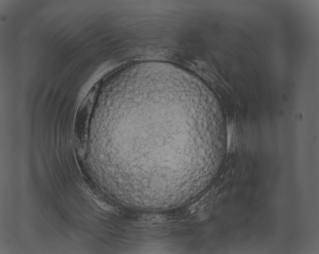 X0000062610195200601111017