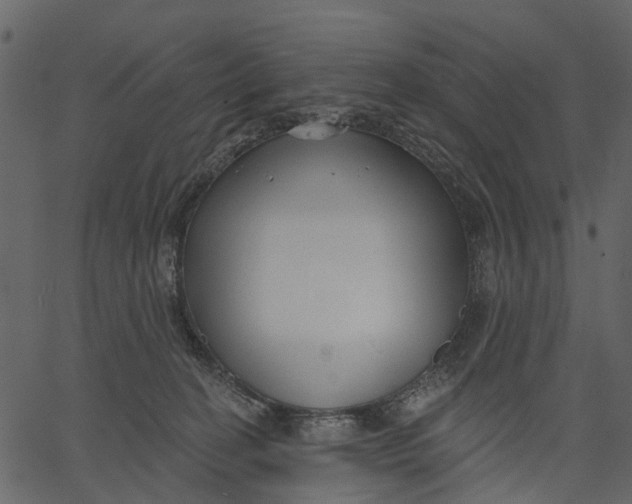 X0000062610274200601111016