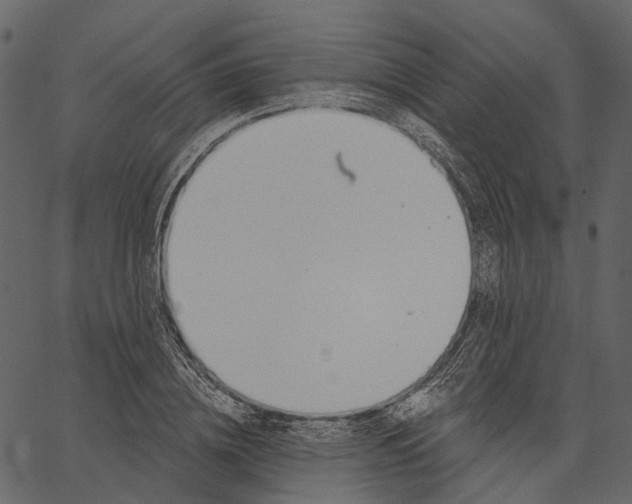 X0000062610836200601111006