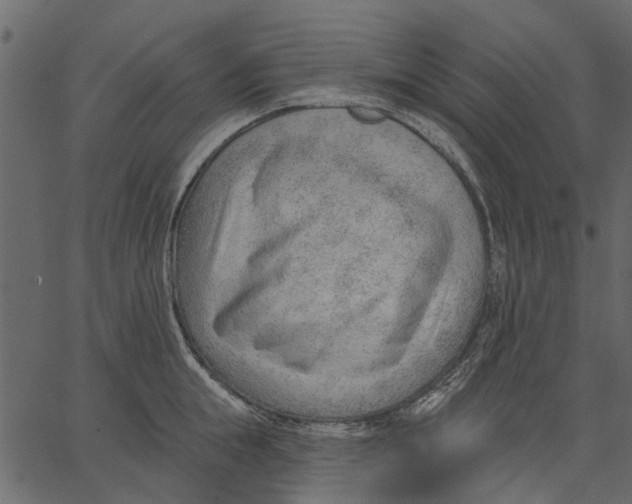 X0000062610855200601111006