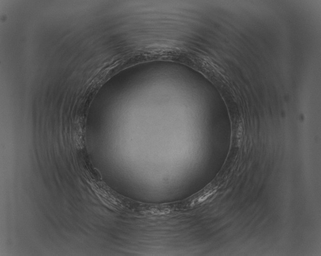 X0000062610868200601111006