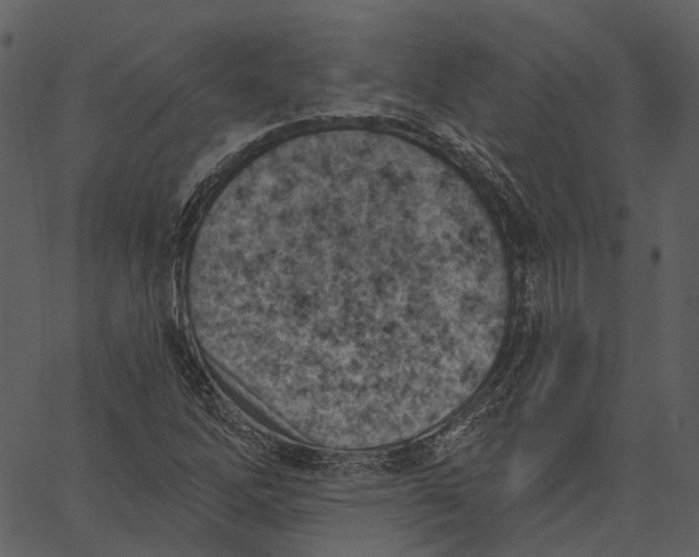 X0000062611262200601110959