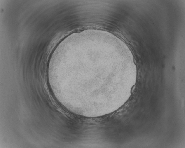 X0000062610241200601181636