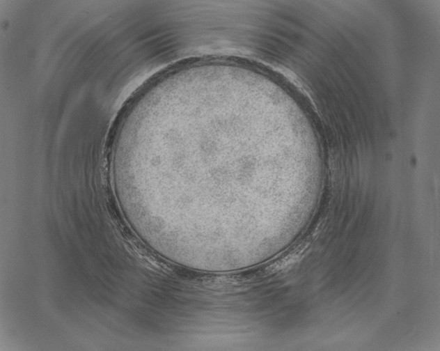 X0000062610879200601181627