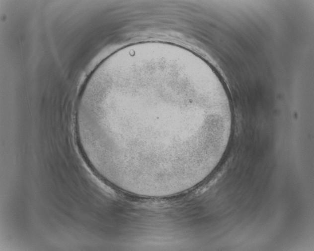 X0000062611525200601181617