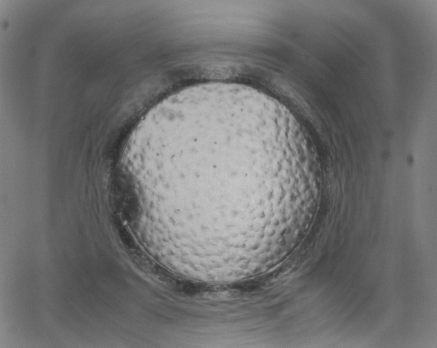 X0000062620307200512210919
