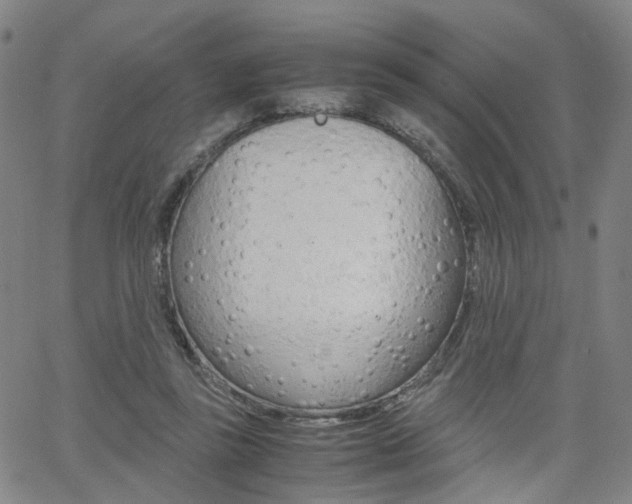 X0000062620355200512210918