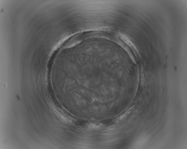 X0000062620346200512211209