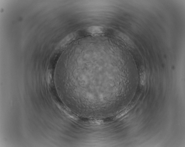 X0000062620618200512211204