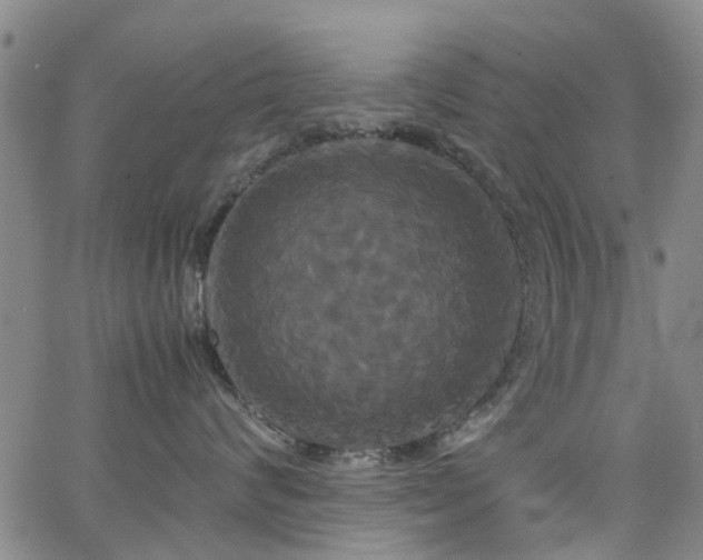X0000062620624200512211204