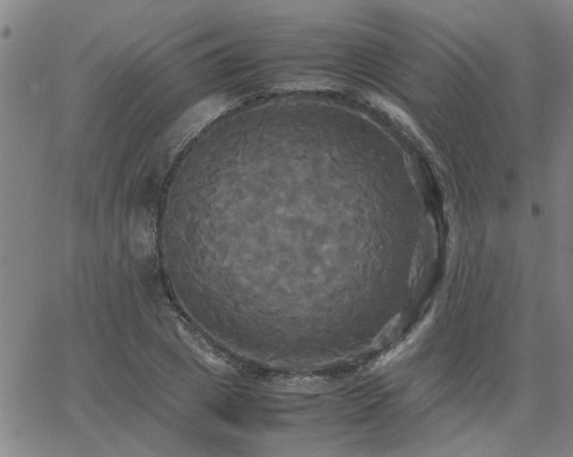 X0000062620833200512211201