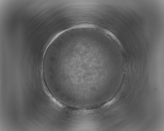 X0000062620860200512281527