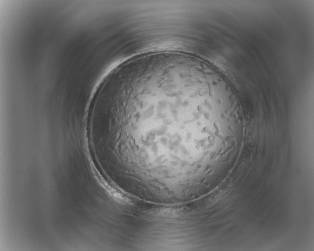 X0000062621086200512281523