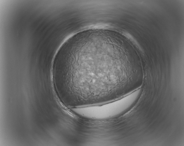 X0000062621232200512281521