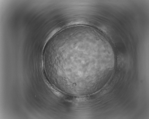 X0000062621274200512281520