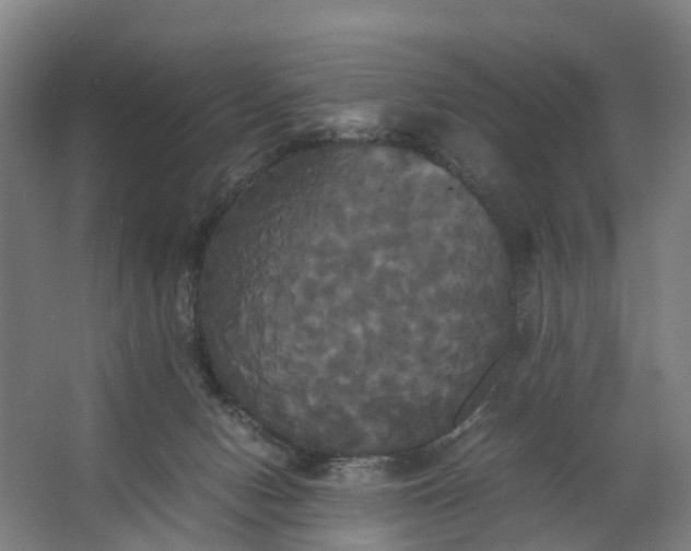 X0000062620078200601041016