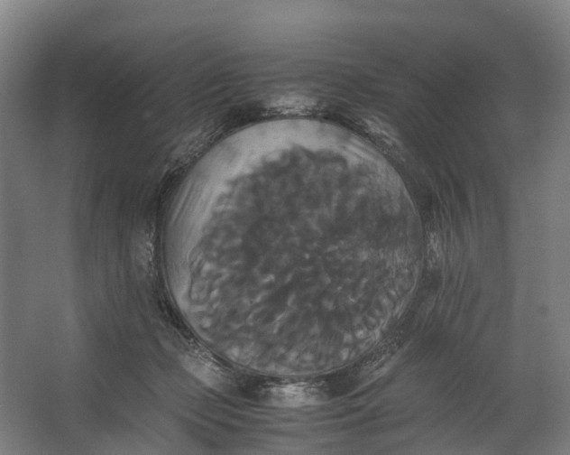 X0000062620365200601041011