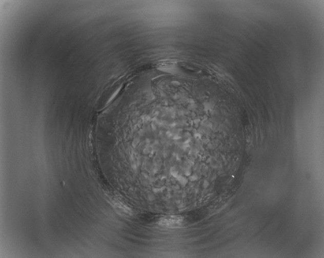 X0000062620369200601041011