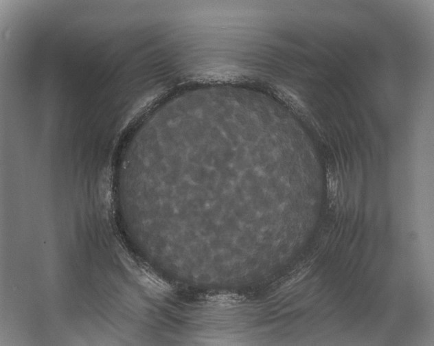 X0000062620396200601041010