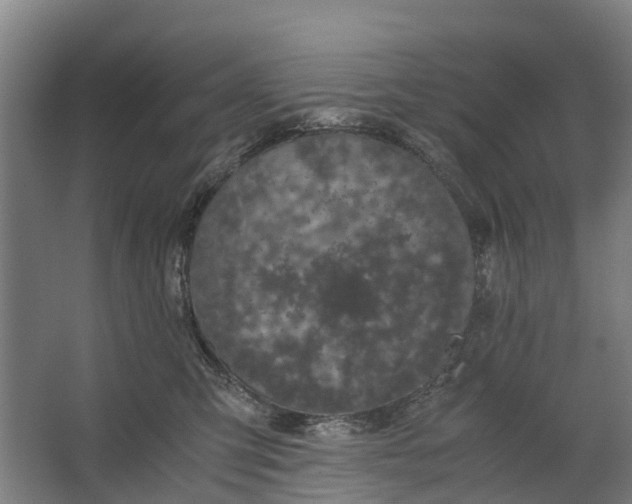 X0000062620423200601041010