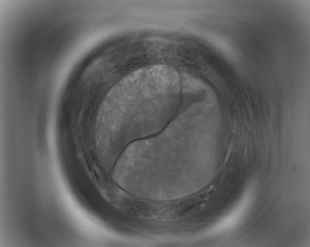 X0000062620431200601041010