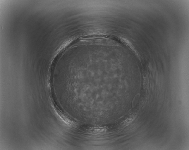 X0000062620443200601041009