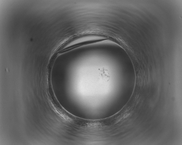 X0000062620446200601041009